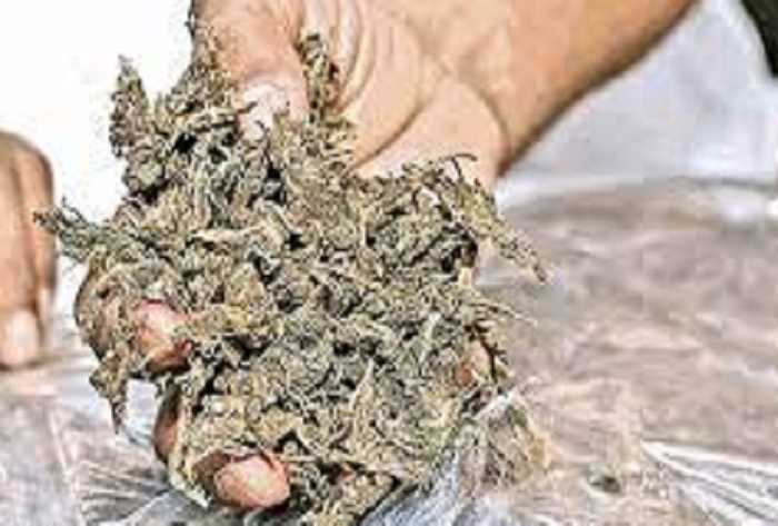 भीलवाड़ा जिले में अवैध गांजा बरामद, दो गिरफ्तार